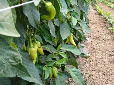 Tasići u plasteniku