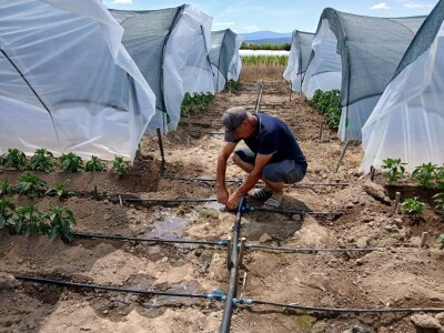 Tasići u plasteniku