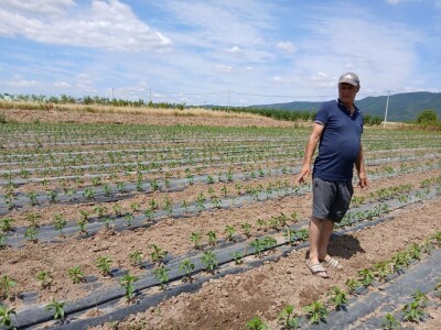 Tasići u plasteniku