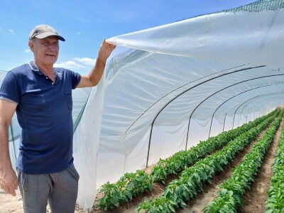 Tasići u plasteniku