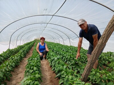 Tasići u plasteniku