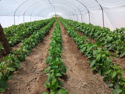 Tasići u plasteniku