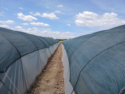 Tasići u plasteniku