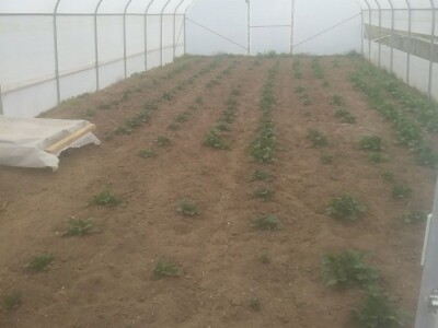 Tatjana Vasković: Sir je gospodin, moraš mu se posvetiti Tatjana Vasković: Sir je gospodin, moraš mu se posvetiti