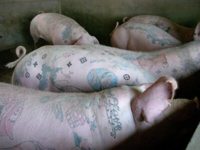 Tetovirane svinje Tetovirane svinje