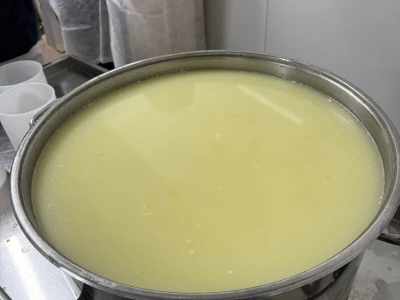 Tehnologija proizvodnje sira na farmi krava "Jokić"