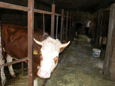 Detalj štale na farmi OPG Banić koju vlasnik namjerava obnoviti