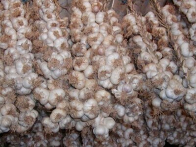 Tek djelić češnjaka spleten u reštove