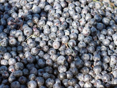 Tek djelomične količine ubrane aronije OPG Jelčić