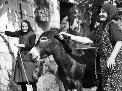 Tek simpatični magarac (magarica) razbibriga starijih osoba u Zagori Tek simpatični magarac (magarica) razbibriga starijih osoba u Zagori