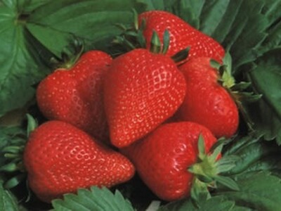 Tek ubrane vrgoračke jagode