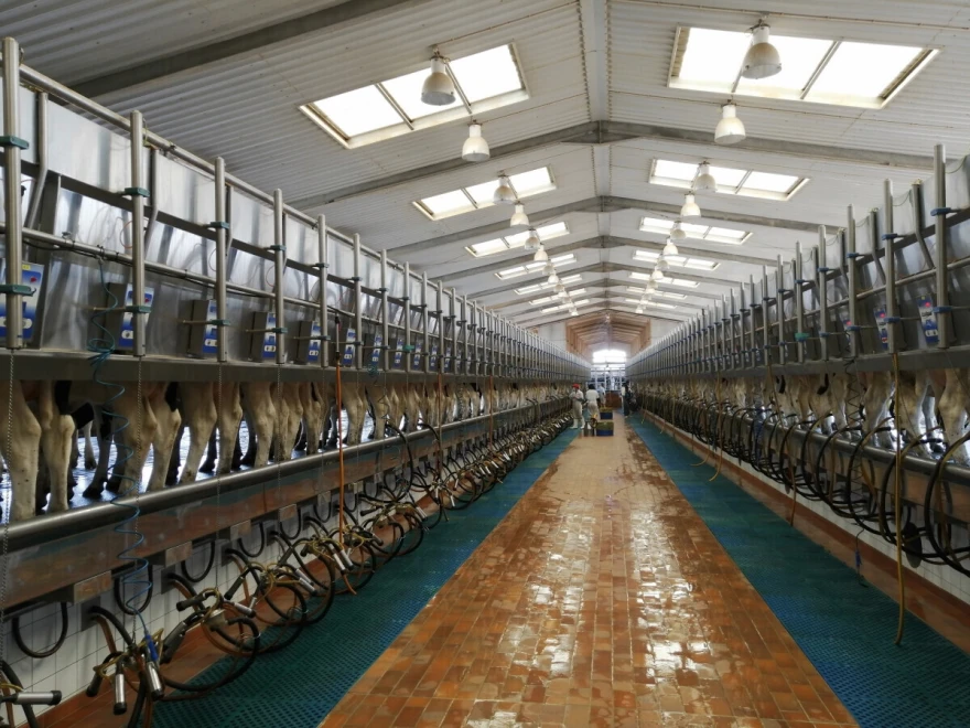 farma almarai