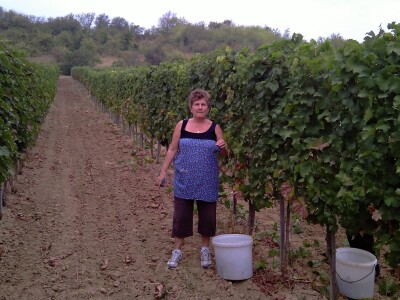 Vinograd Nemanje Opalića