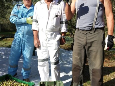 TEKUĆE ZLATO  U PETRČANIMA -  Kapetani duge plovidbe u berbi maslina Vilima Gržana