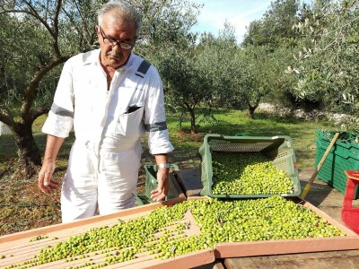 TEKUĆE ZLATO  U PETRČANIMA -  Kapetani duge plovidbe u berbi maslina Vilima Gržana
