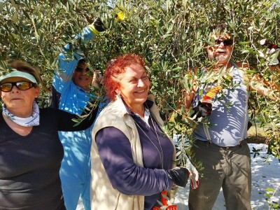 TEKUĆE ZLATO  U PETRČANIMA -  Kapetani duge plovidbe u berbi maslina Vilima Gržana