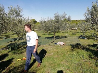 TEKUĆE ZLATO  U PETRČANIMA -  Kapetani duge plovidbe u berbi maslina Vilima Gržana