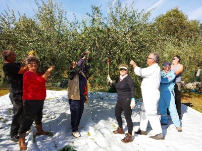 TEKUĆE ZLATO  U PETRČANIMA -  Kapetani duge plovidbe u berbi maslina Vilima Gržana