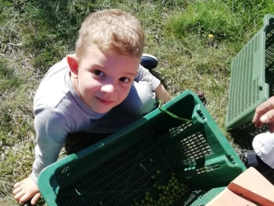 TEKUĆE ZLATO  U PETRČANIMA -  Kapetani duge plovidbe u berbi maslina Vilima Gržana