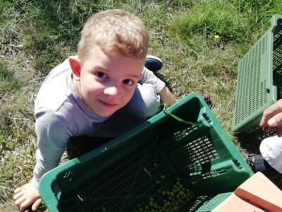 TEKUĆE ZLATO  U PETRČANIMA -  Kapetani duge plovidbe u berbi maslina Vilima Gržana