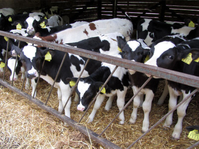 Farma Sanje Bugarski u Kuli