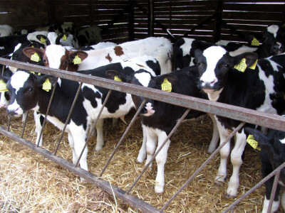 Farma Sanje Bugarski u Kuli