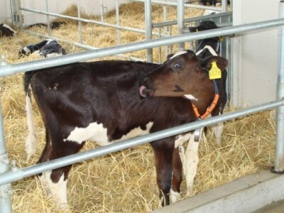 Uzgoj teladi prema svjetskim standardima uz najmoderniju tehnologiju