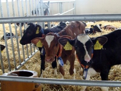 Uzgoj teladi prema svjetskim standardima uz najmoderniju tehnologiju