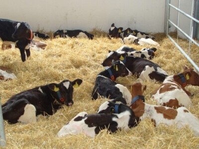 Uzgoj teladi prema svjetskim standardima uz najmoderniju tehnologiju