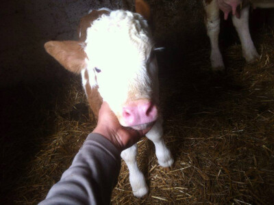 Velika porodica Velika porodica