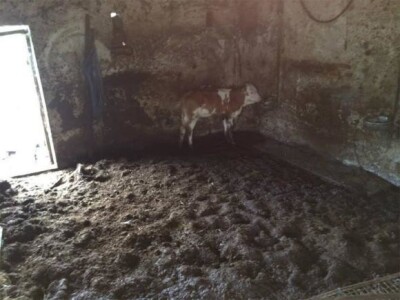 Izgladnjele i zlostavljane životinje