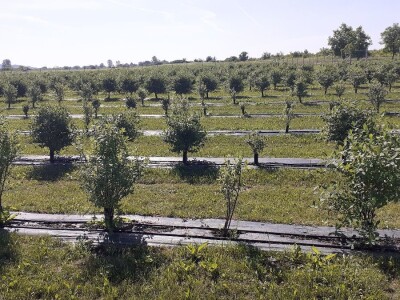 Tematska sjednica Odbora za poljoprivredu