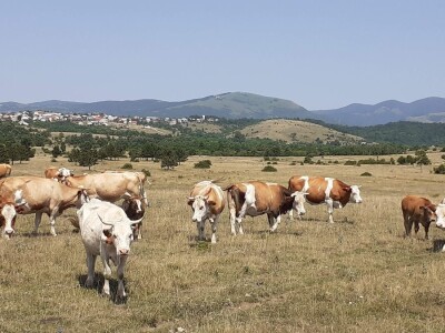 Tematska sjednica Odbora za poljoprivredu