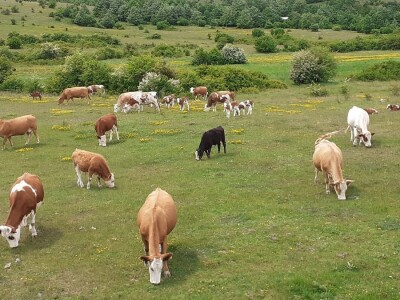 Tematska sjednica Odbora za poljoprivredu