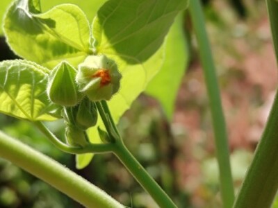 Teofrastov mračnjak