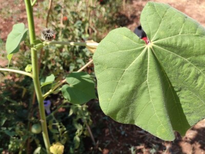 Teofrastov mračnjak