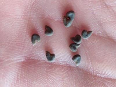 Teofrastov mračnjak