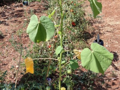 Teofrastov mračnjak