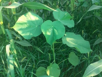 Teofrastov mračnjak