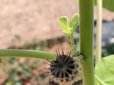 Teofrastov mračnjak