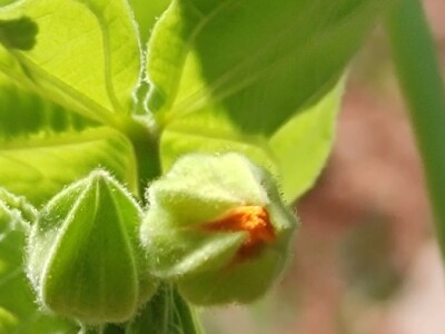 Teofrastov mračnjak