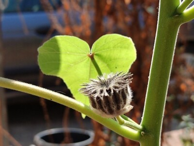 Teofrastov mračnjak