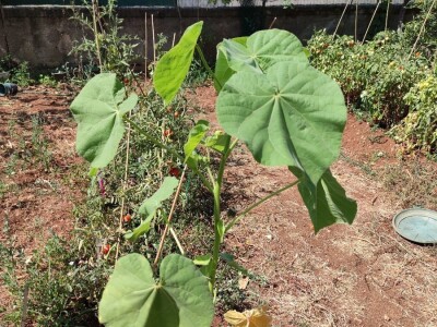 Teofrastov mračnjak