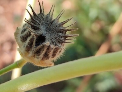 Teofrastov mračnjak