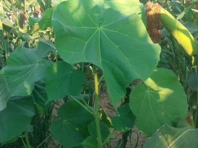 Teofrastov mračnjak