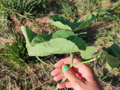 Teofrastov mračnjak