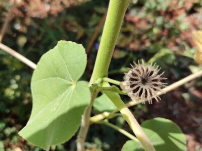 Teofrastov mračnjak