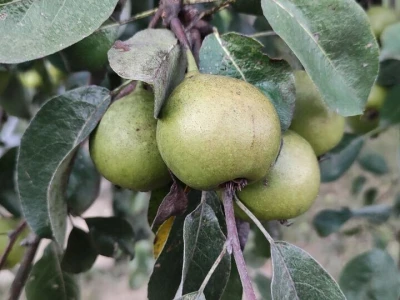 Tepka