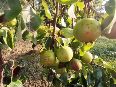 Tepka