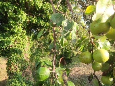 Tepka